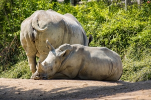 Rhinocéros Blanc